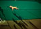 Robert Funk Photo dog on tennis court